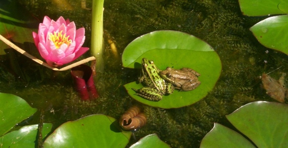 Pond Scene